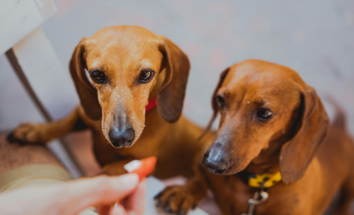 养腊肠犬必看！这几点不注意，后悔都来不及！