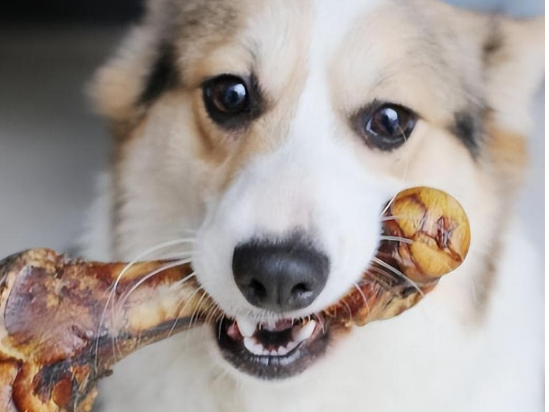 狗狗到底能不能吃骨头？这些风险你必须知道！