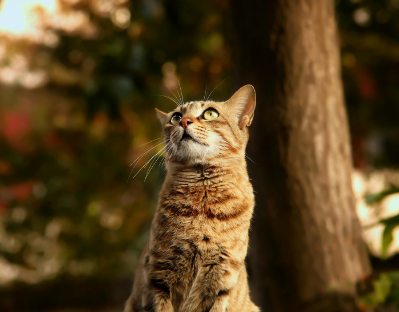 我家猫简直是猫界顶流啊！