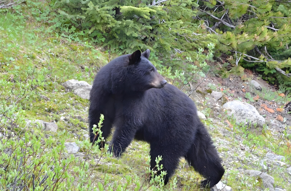 太不容易了！被塑料桶盖卡脖两年的黑熊终于重获新生！