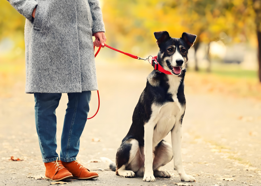遛狗不牵绳，伤人悲剧何时休！