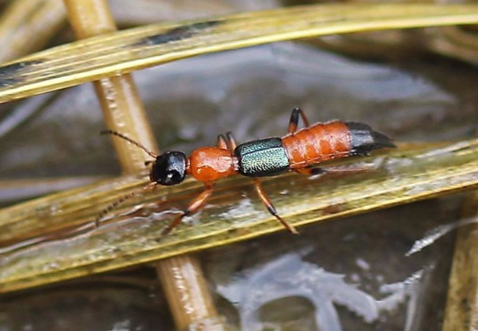 隐翅虫出没！这些防护知识你必须知道​