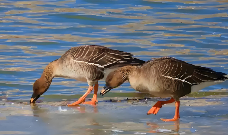 太离谱了！大雁 “逛” 商店，把老板吓得不轻！
