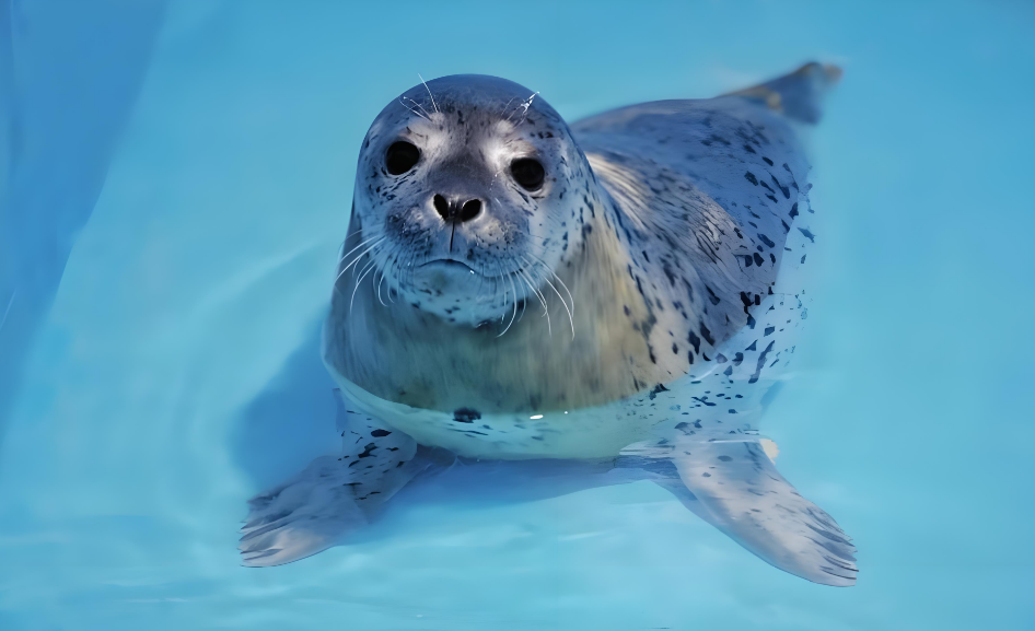 天呐！海洋馆小海豹撞玻璃的样子也太萌了吧！