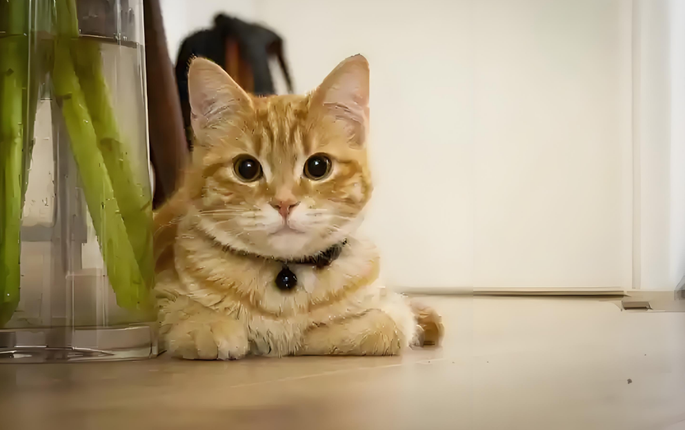 猫咪自己在家会孤单吗？铲屎官快来看实用指南！