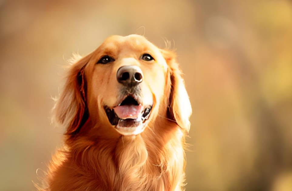 带着狗狗自驾新疆，它居然半路怀孕生崽了！