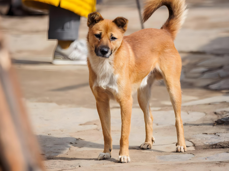 啊！原来狗狗的守护这么暖人心窝子！