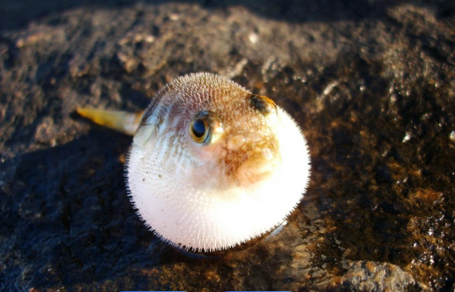 关于河豚的六个冷知识，你知道几个？