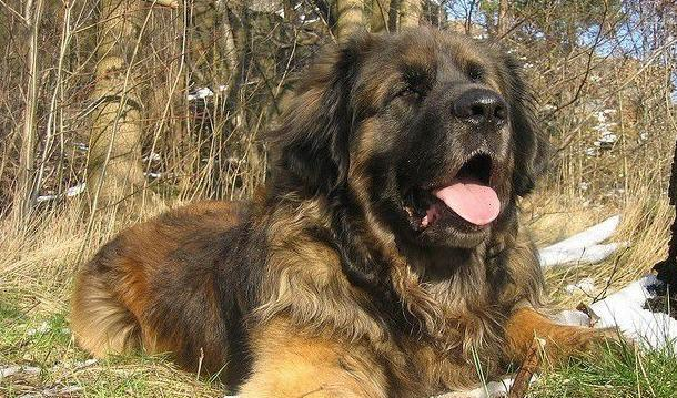 养只 “大块头暖男” 是什么体验？带你认识阿兰多獒犬