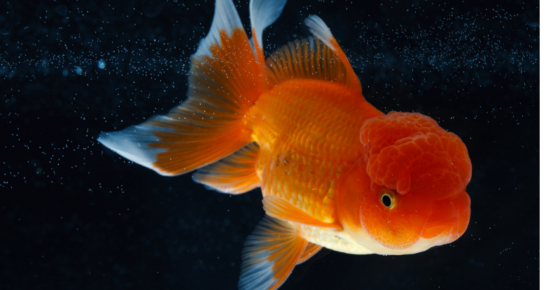 养金鱼全攻略：从选鱼到喂食，手把手教你轻松搞定！