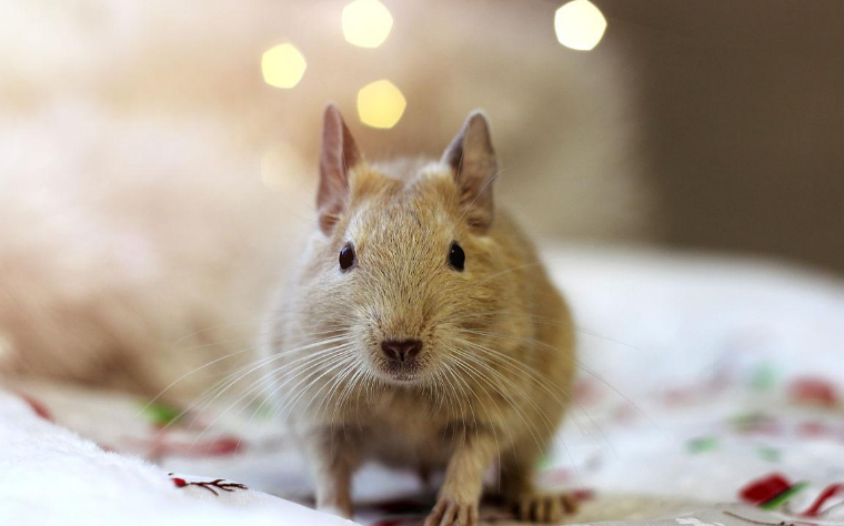 八齿鼠饲养指南：从习性到健康的全方位解析！