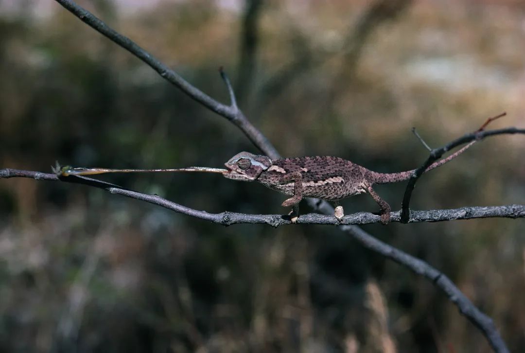 《走进荒野》| 一部野生动物摄影简史