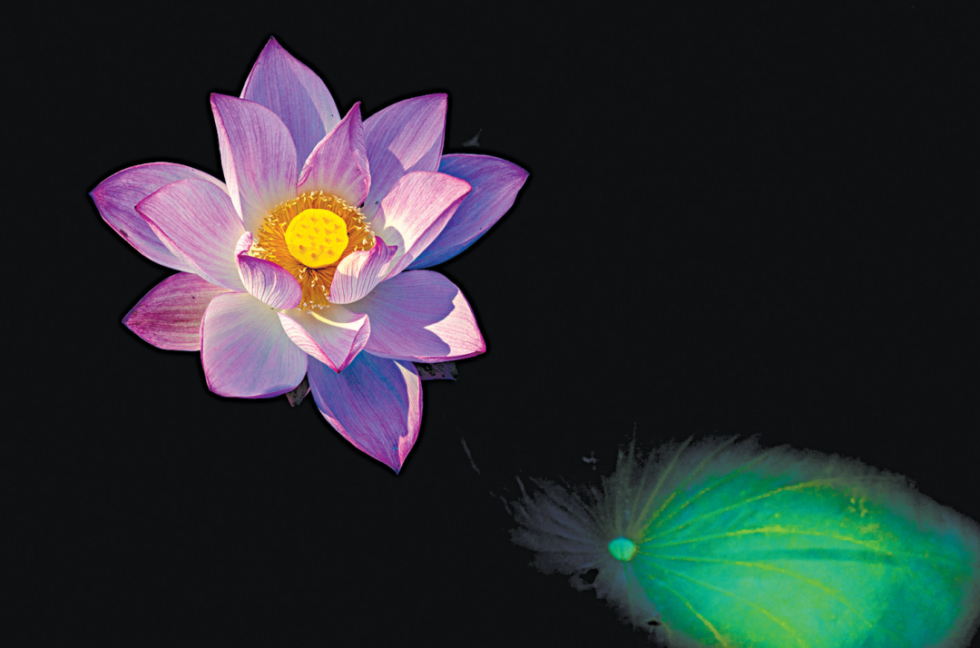 无人机拍荷花：视角的诗意重构