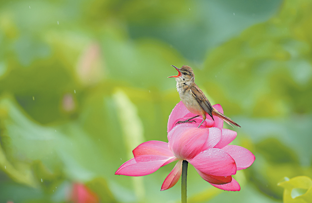 如何拍荷花上的鸟?熟悉鸟类，耐心蹲守