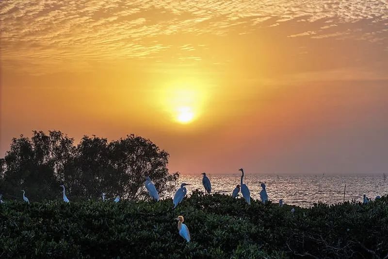 点评 | 海的声音