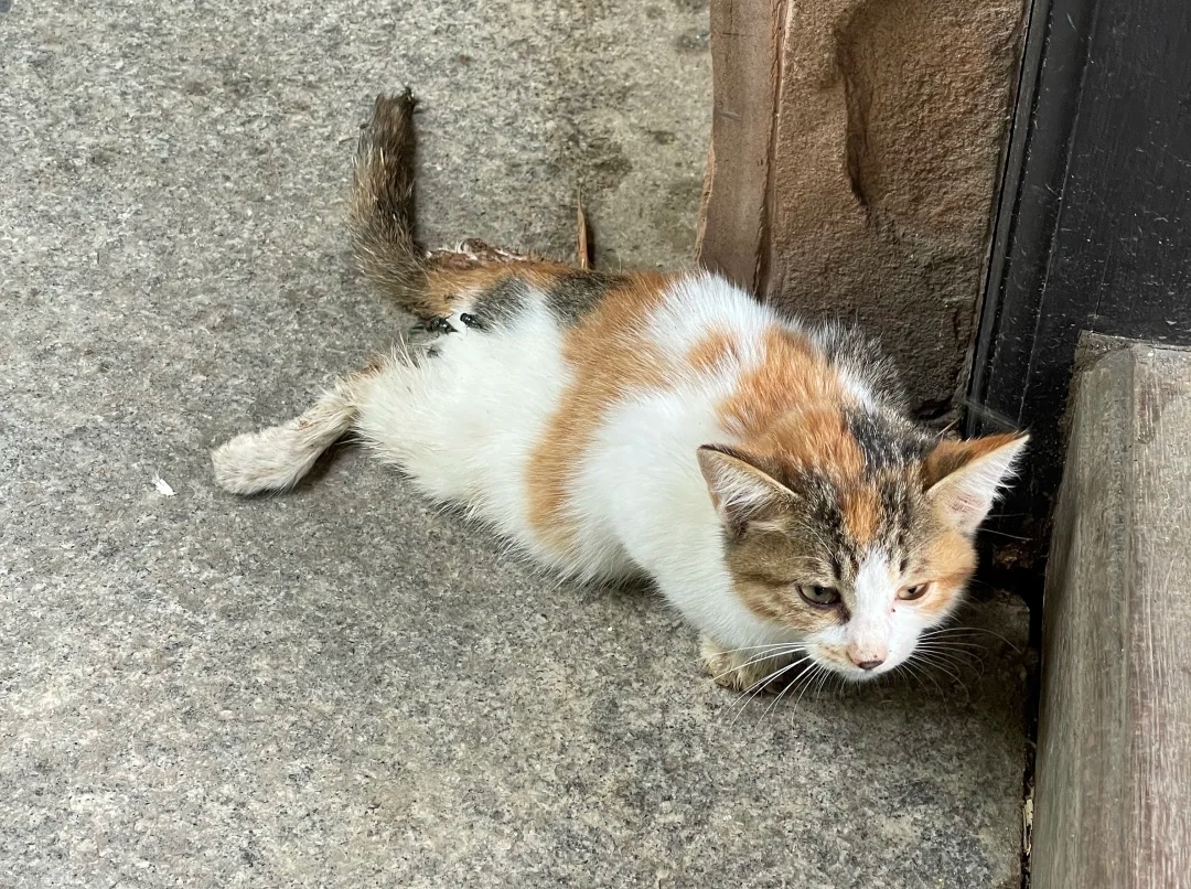 “人品不过关，别想端铁饭碗！” 虐猫考生考编资格被斩