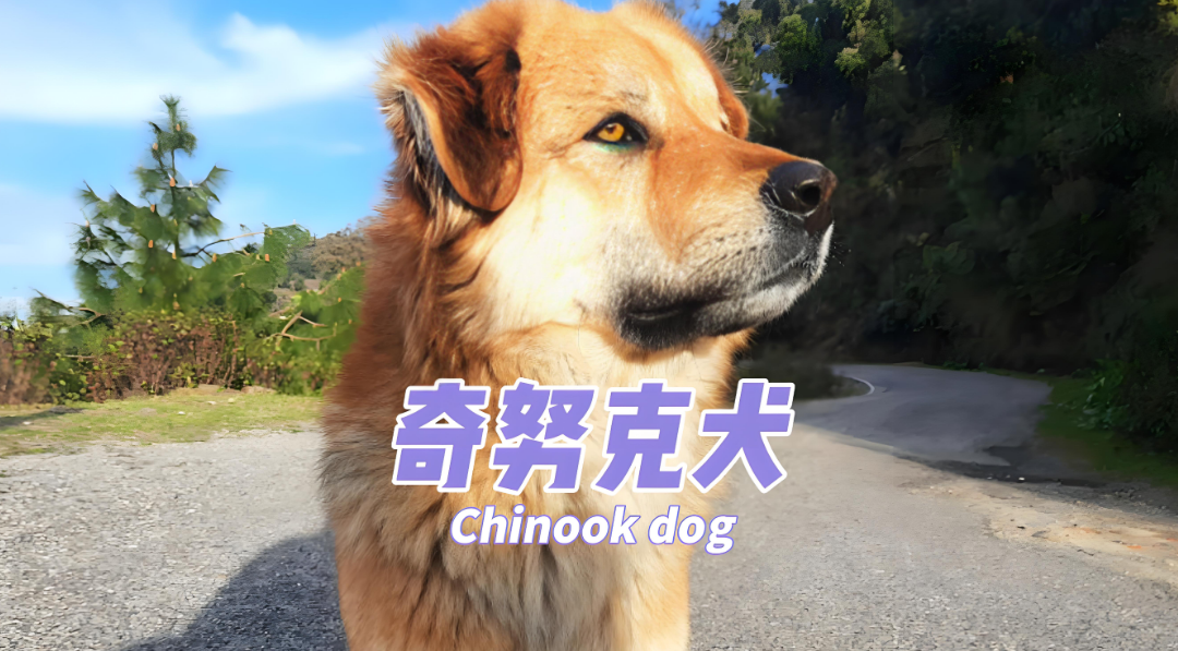 奇努克犬：性格、养护与饲养指南！