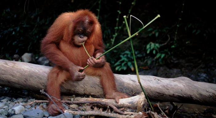 野生动物为啥很少发胖？​