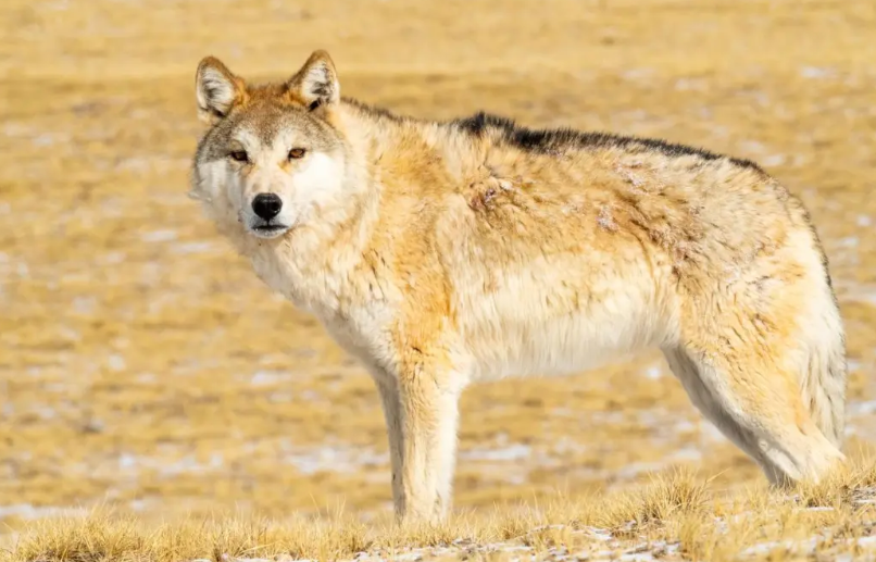 兴安岭的债：瘦狼与伐木工的约定