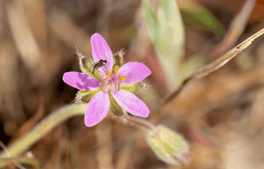 夏威夷投蚊子？竟是为救濒危鸟