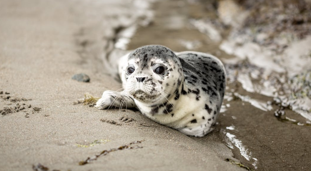 俄强震现奇景：山崩瞬间海豹集体跃海，惊险画面让人捏汗