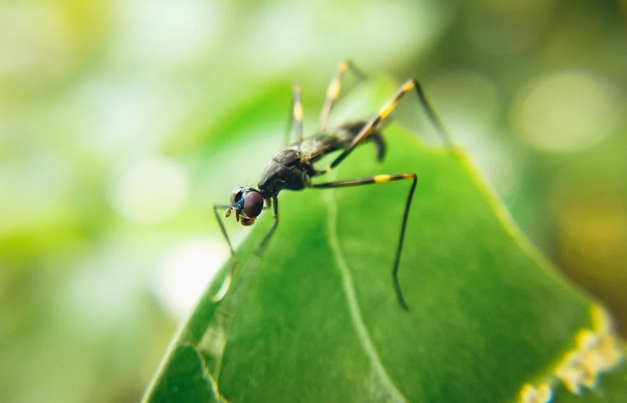 广东 “以蚊治蚊”：用科技织就绿色灭蚊网