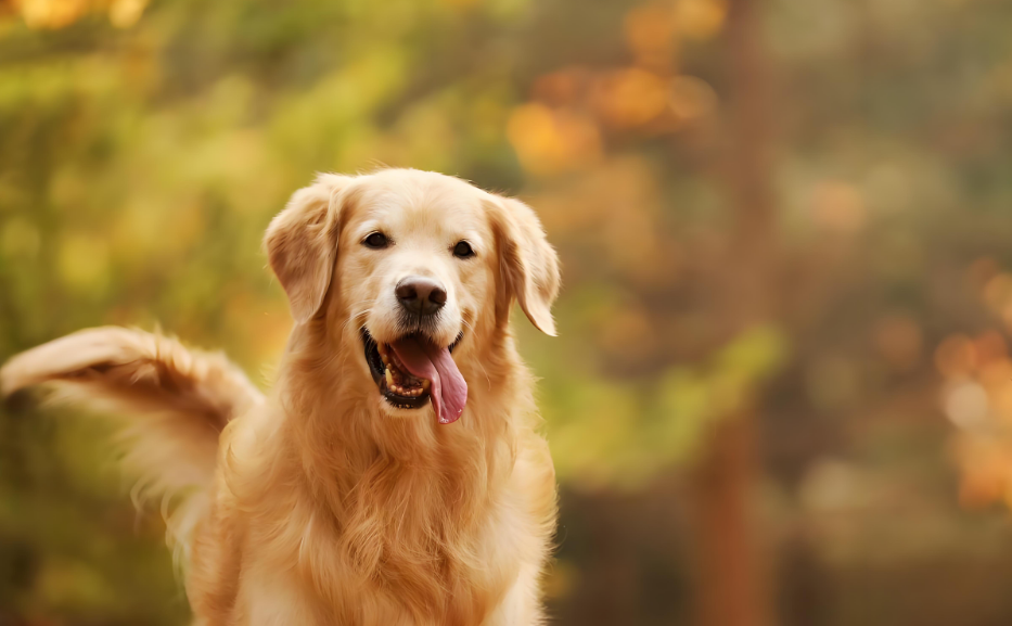 咱村有奇事：狗狗也能领奖状，背后故事暖人心