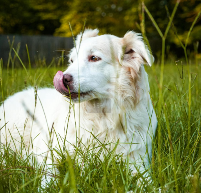 狗狗啥时候不长了？这些事儿铲屎官必须知道！