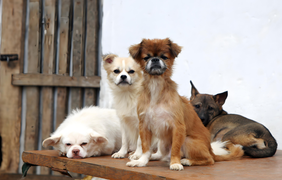 狗狗的每一餐都是 “人生选择题”，选对了狗粮，才是给它们最好的岁月礼物呀！