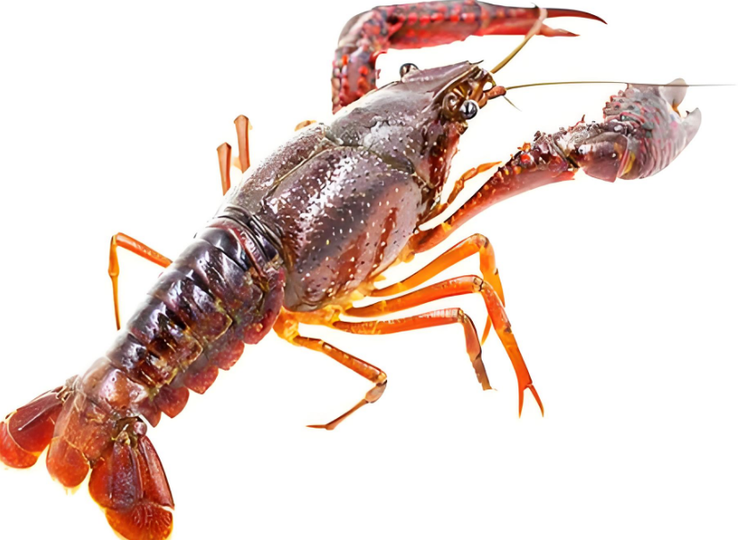 好家伙！有只活了 110 年的龙虾，被渔民逮着！