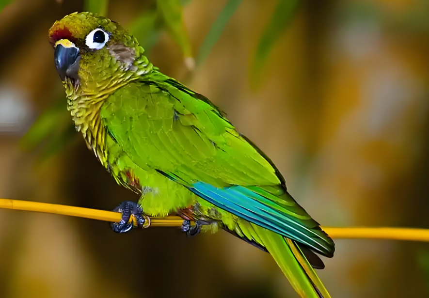 原来小型锥尾鹦鹉是这么可爱的小家伙呀！