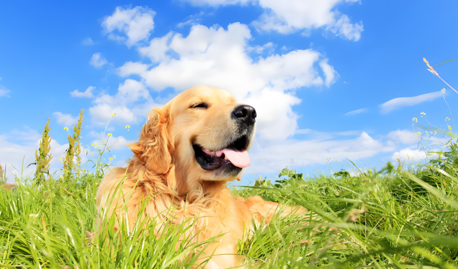 粉色裙角下的秘密：那只被悄悄投喂的小狗！