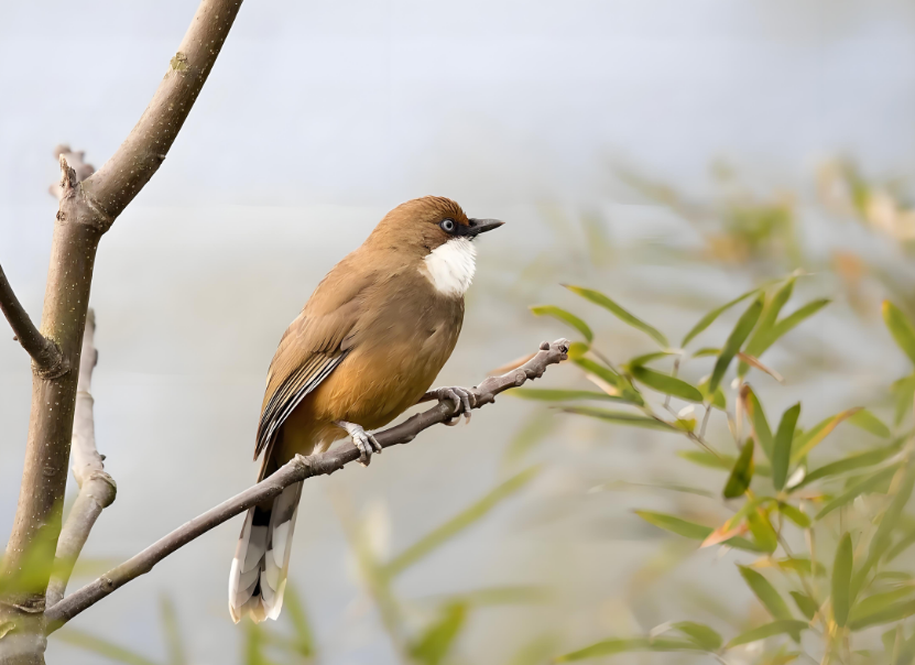 武汉热疯了！连鸟儿都中暑，这高温天太 “烤” 验人了！