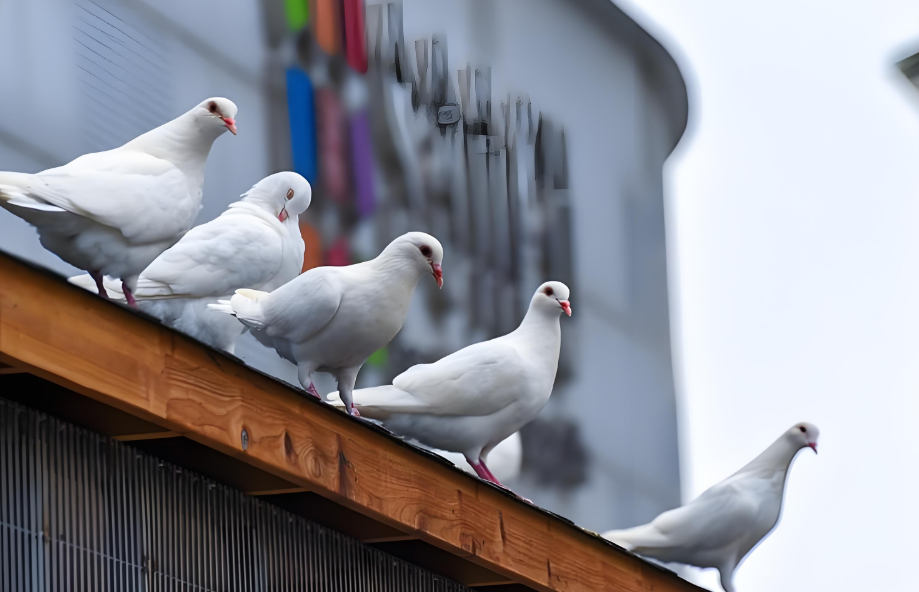 养鸽子原来这么快乐！超简单攻略帮你轻松上手！