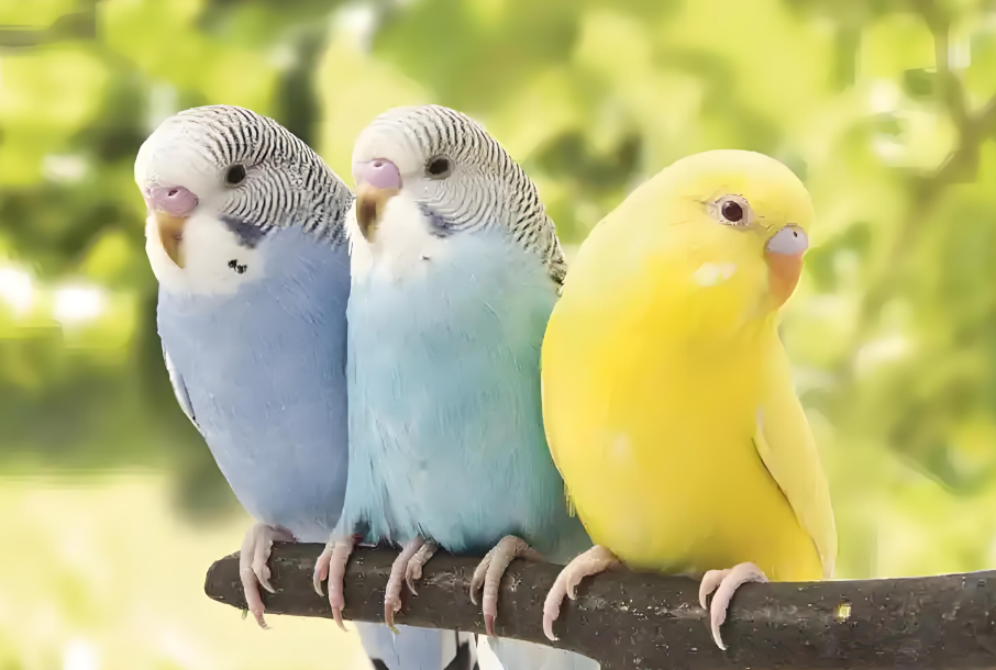 虎皮鹦鹉（娇凤）养护全攻略：新手也能养好的小萌宠