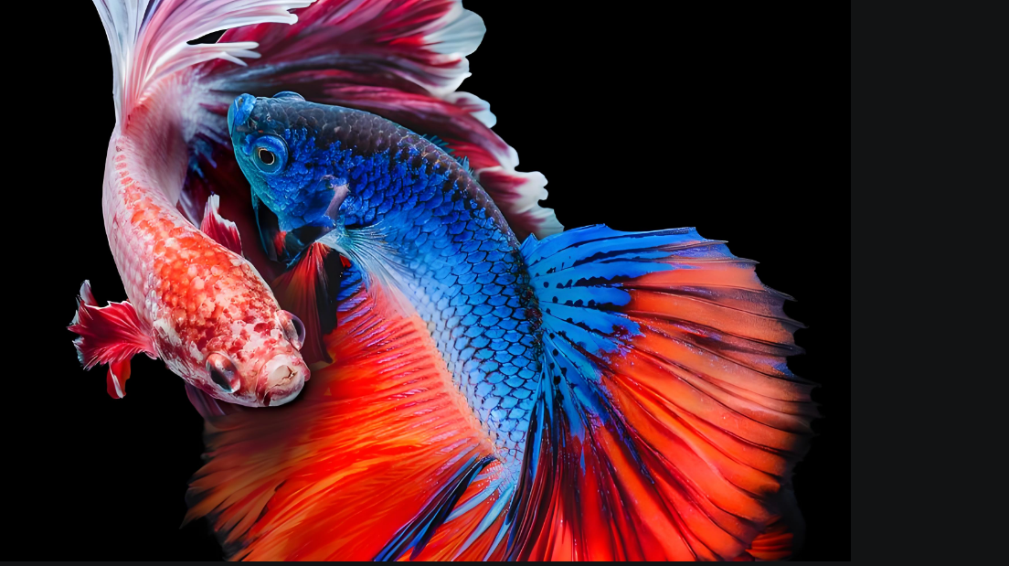 这些淡水鱼超适合新手，好养又出片！