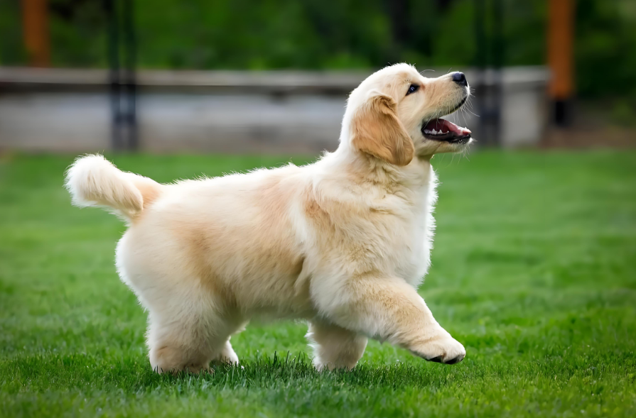 肉包与煤球：一场宠物小冲突！