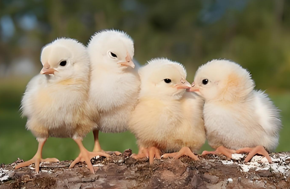 忘在阳台的活珠子，竟成了几十只小鸡的 “产房”！