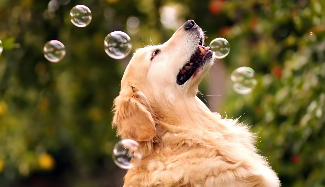 俩狗相伴的日子，甜苦参半却满心欢喜！