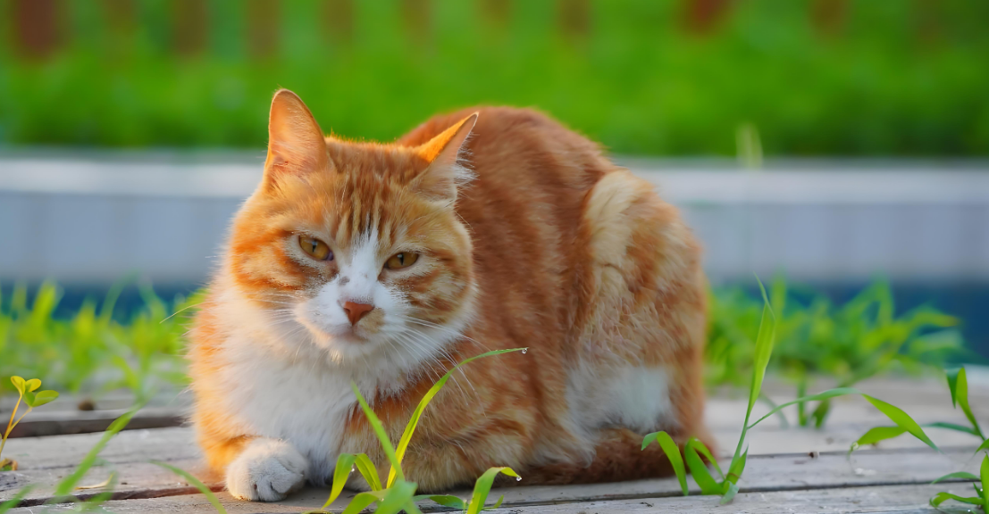 阳台暖阳里，小猫给同伴 “踩背” 太治愈