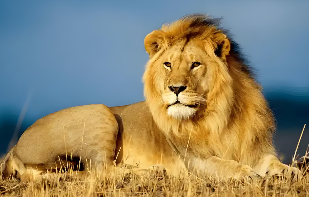 离谱！富豪让狮子咬员工寻开心！