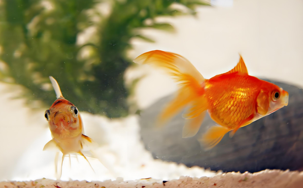 轿车引擎盖变鱼缸？车主这操作太绝了！