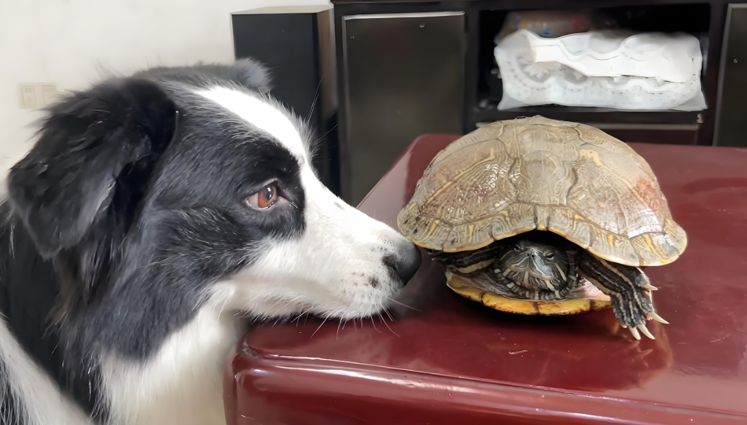 饭点 “拉锯战”：狗狗急出火星子，乌龟慢成一幅画！