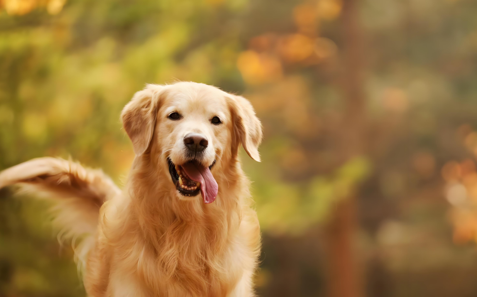 狗狗游泳超简单指南：不会游没关系，学就对了！