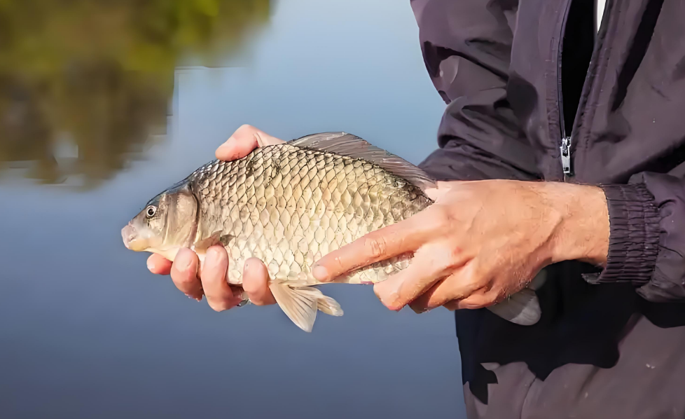 高温炙烤中，鱼塘里的 “冰” 与 “盼”