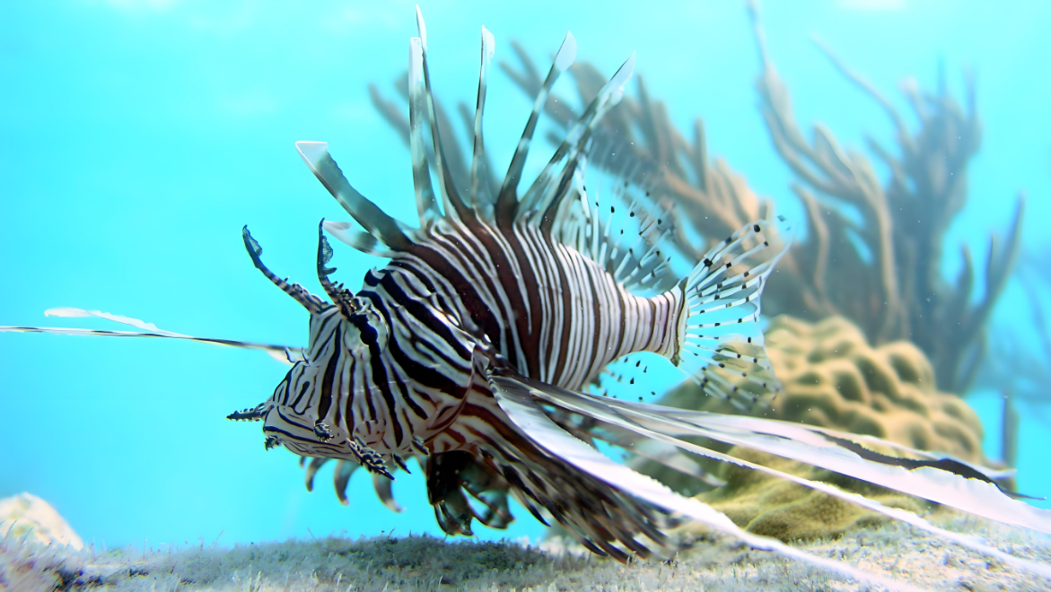 狮子鱼怎么养？新手也能看懂的全攻略！