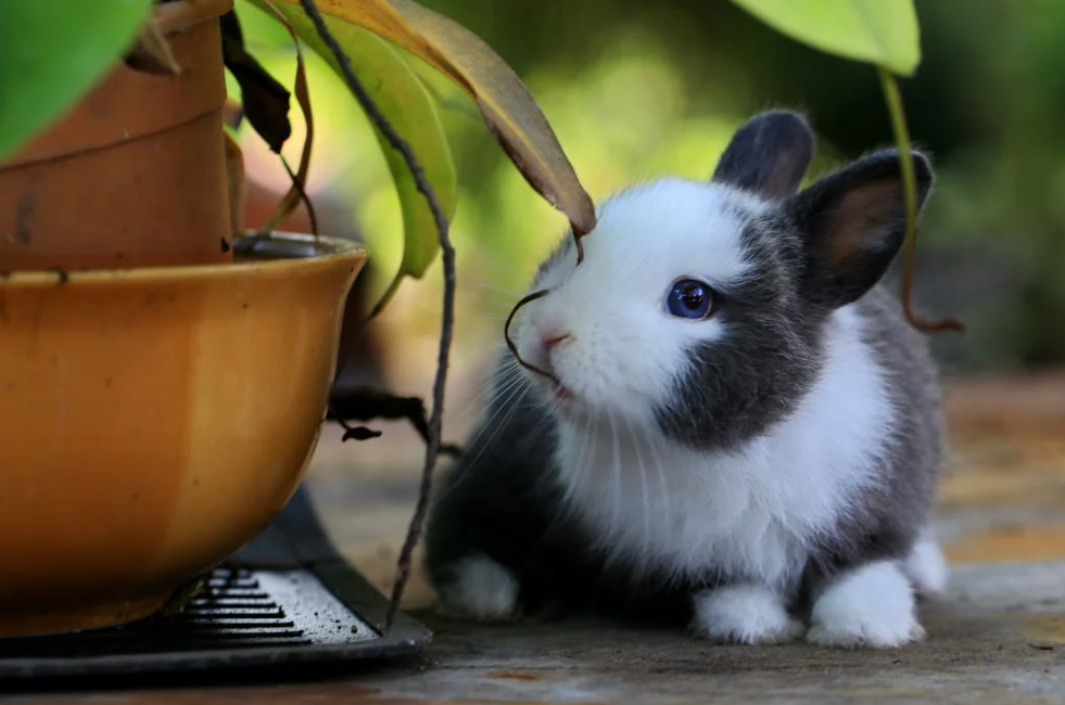 兔兔耳螨可不能大意！症状、治疗全在这了！