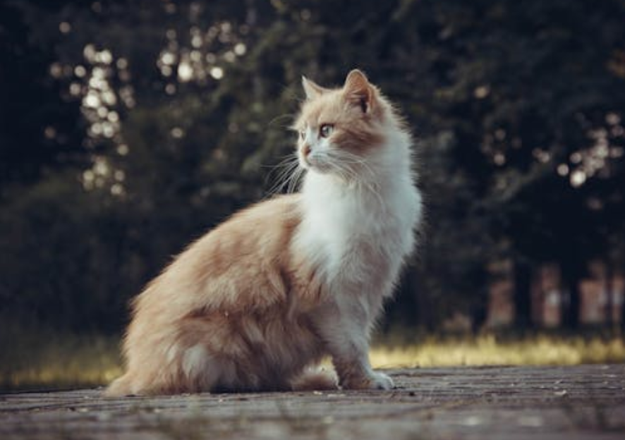 猫咪会 “笑” 吗？