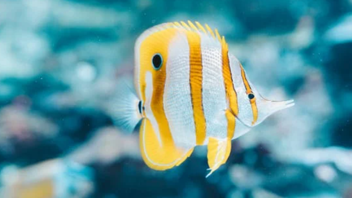 养鱼新手必看！从选缸到护水，新鱼存活关键30天手把手教程