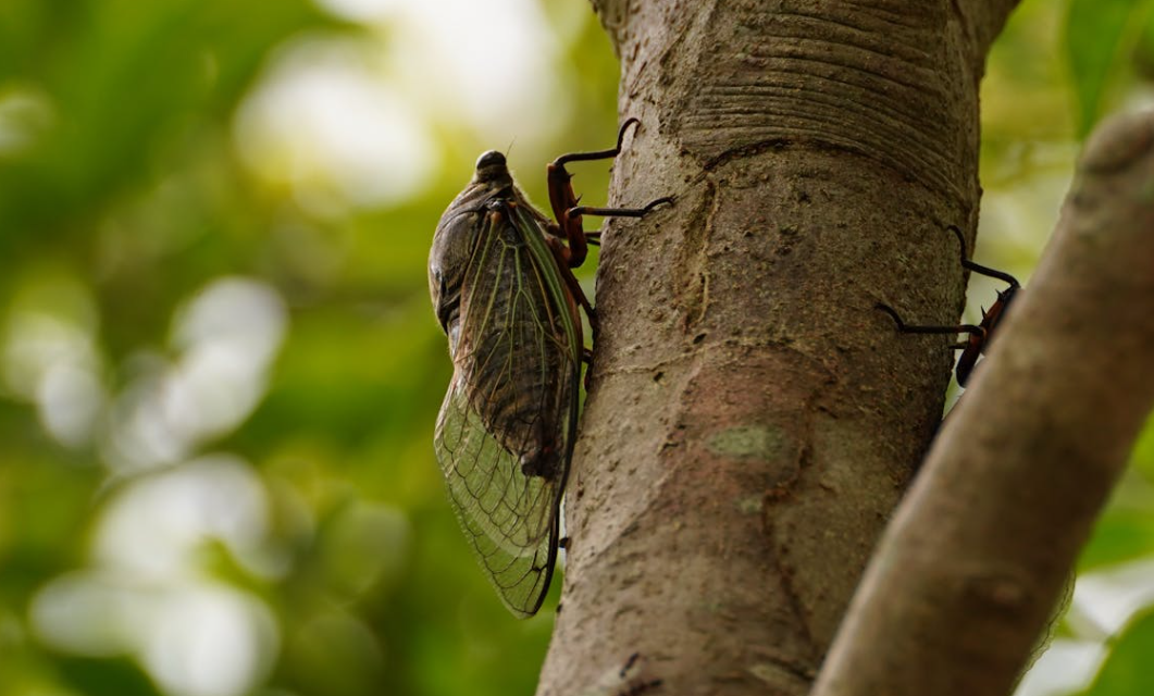 从玉米地到蝉树林：山东村庄的财富转型与隐忧